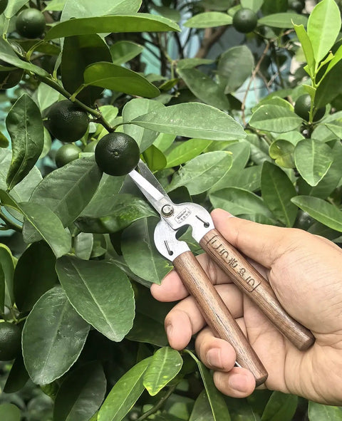 Hand holding Razor Sharp Pruning Shears For Gardening With Carbon Steel Blade And Walnut Wood Handle trimming plant