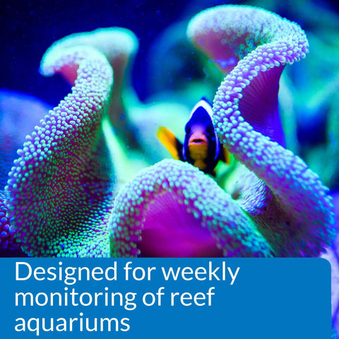 Colorful coral with a clownfish, showing reef tank beauty for Straight Up Essential Reef Tank Test Kit Gotta Watch Water Quality.
