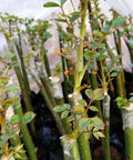 Plant grafts wrapped in Two Pack Grafting Tape For Plants Stretchable Garden Tape For Budding And Grafting Waterproof Self Adhesive