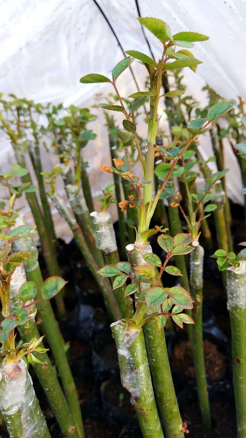 Plant grafts wrapped in Two Pack Grafting Tape For Plants Stretchable Garden Tape For Budding And Grafting Waterproof Self Adhesive