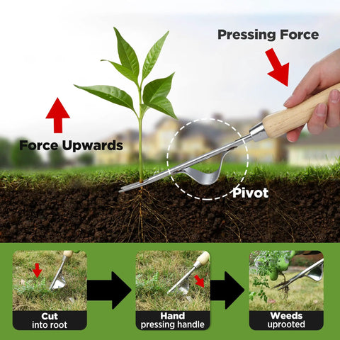 Using Weed Puller Tool With Metal Leverage Base And V Shaped Forks For Deep Root Digging No Fuss Weed Removal in soil