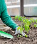 Person gardening with green hand trowel near young plant, illustrating use of Two Pack Mini Colorful Metal Garden Shovels Set 11 Inch Hand Trowels For Planting Transplanting Soil Digging Weeding In Small Pots Durable Iron Tools With Bright Pink Finish.