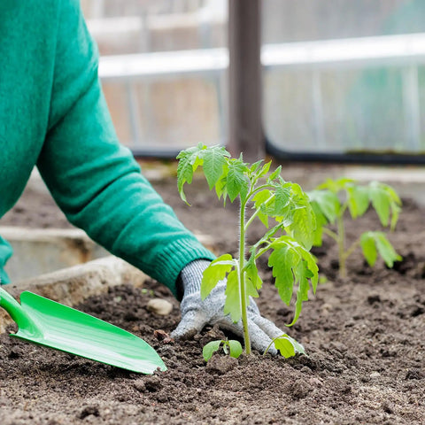 Person gardening with green hand trowel near young plant, illustrating use of Two Pack Mini Colorful Metal Garden Shovels Set 11 Inch Hand Trowels For Planting Transplanting Soil Digging Weeding In Small Pots Durable Iron Tools With Bright Pink Finish.