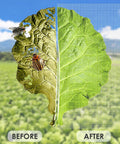 Damaged leaf before and healthy leaf after protected by Heavy Duty Garden Mesh Netting For Plants 10x33 Feet Insect Proof Garden Cover.