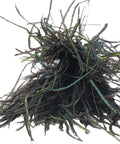 Natural Strung Peacock Herl Fly Tying Material 8 To 10 Inches Long 1 Eighth Ounce Pack Your Go To Gear For Nymphs Streamers And Dry Flies
