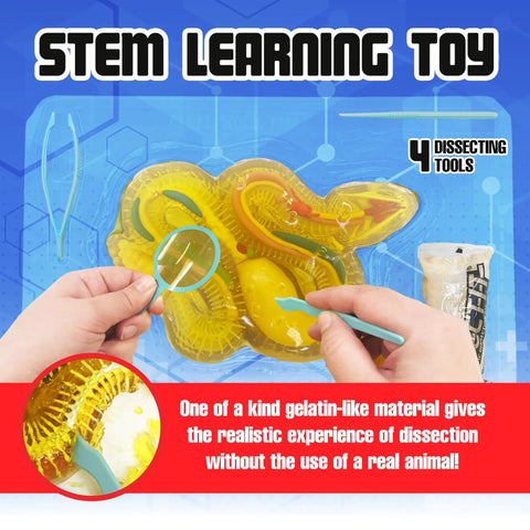 Rattlesnake Dissection Kit for Kids Kid Friendly Hands On STEM Science Toy With Carvable Model Dissecting Tray Plastic Tools And Synthetic Gelatin Material For Safe No Live Animal Learning For Ages Six And Up, hands dissection view