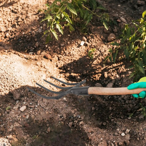 All Purpose Garden Fork Four Tine Workhorse For Soil Breaking And Manure Handling Heavy Duty Durable Head used in a garden bed.