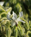 Close-up of white star flower from Borage Seeds For Planting Blue And White Star Flowers Non GMO Heirloom And Untreated Garden Seeds