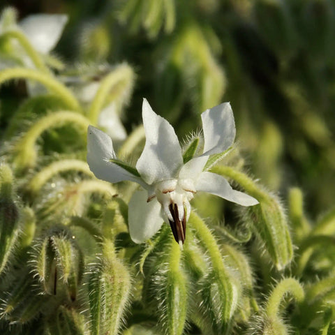 Close-up of white star flower from Borage Seeds For Planting Blue And White Star Flowers Non GMO Heirloom And Untreated Garden Seeds