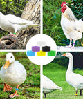 Colorful 8mm Bird Leg Bands Set 200 Pieces With 10 Vivid Colors Clip On Identification Tags for small birds and poultry