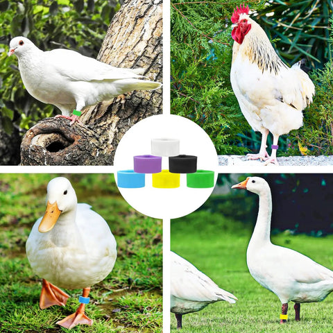 Colorful 8mm Bird Leg Bands Set 200 Pieces With 10 Vivid Colors Clip On Identification Tags for small birds and poultry