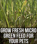 Mother Fodder Blend 12Lb EcoPack All In One Grain Seed Mix sprouts with text 'Grow Fresh Micro Green Feed For Your Pets'.