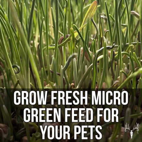 Mother Fodder Blend 12Lb EcoPack All In One Grain Seed Mix sprouts with text 'Grow Fresh Micro Green Feed For Your Pets'.