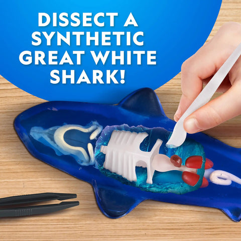 Glow In The Dark Great White Shark Anatomy Kit With 12 Bones And Organs, dissection tools and synthetic shark on table