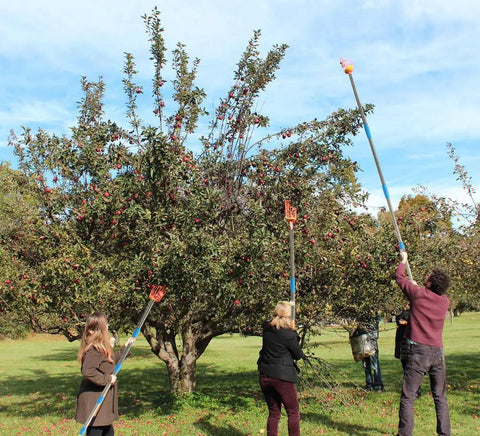 People using 8 Foot Adjustable Fruit Picker Pole With Lightweight Stainless Steel Build, Twist On Basket, Telescoping Reach for apples