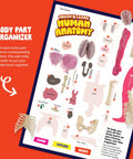 Body part organizer for Squishy Human Anatomy Body Model With 30 Removable Parts For Kids Aged 4 8 A Fun STEM Toy.