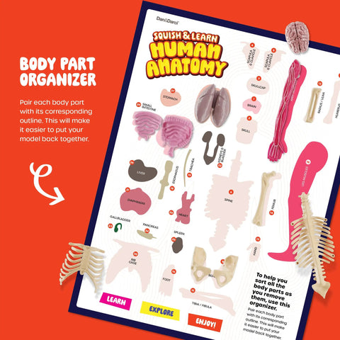 Body part organizer for Squishy Human Anatomy Body Model With 30 Removable Parts For Kids Aged 4 8 A Fun STEM Toy.