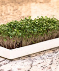 No Fuss Microgreens Growing Kit For Windowsill Gardens With Two Ceramic Trays Coconut Coir And Premium Seeds Easy Starter Indoor Garden