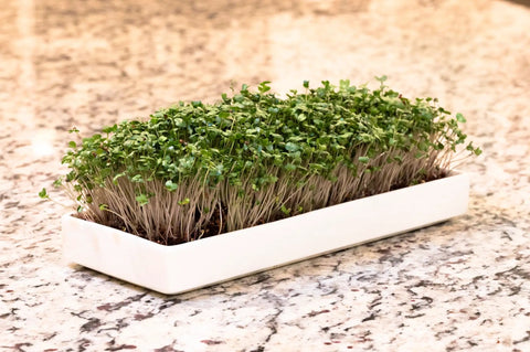 No Fuss Microgreens Growing Kit For Windowsill Gardens With Two Ceramic Trays Coconut Coir And Premium Seeds Easy Starter Indoor Garden