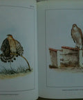 Classic Falconry From The British Isles Facsimile Edition 1855 showing male and female sparrow hawks on 24 full-color plates
