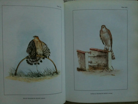 Classic Falconry From The British Isles Facsimile Edition 1855 showing male and female sparrow hawks on 24 full-color plates
