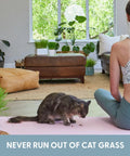 Indoor Cat Grass Kit For Healthy Digestion And Hairball Control Organic Cat Grass Seeds with soil containers in a living room.