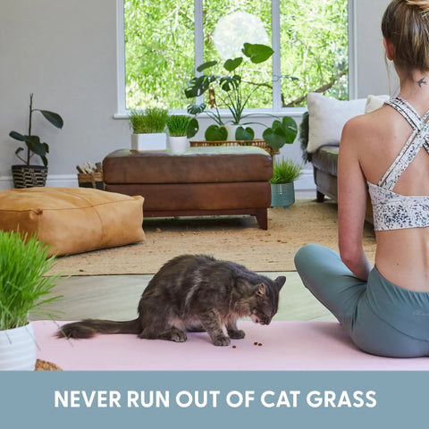 Indoor Cat Grass Kit For Healthy Digestion And Hairball Control Organic Cat Grass Seeds with soil containers in a living room.
