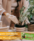 Gardener using Two Pack Organic Coco Coir Bricks For Garden Soil 8x4x2 Inch Each 1.4 Lb 100 Percent Natural Coconut Pith And Fiber