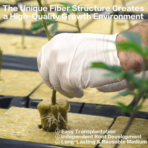 Gloved hand transplanting seedling in Rockwool Cubes 1 Inch for Hydroponics Great for Rooting Cuttings and Clones Seed Germination.