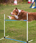 6 Piece Dog Agility Training Set With Adjustable Jumps And Hurdles Durable Plastic Equipment For Indoor And Outdoor Play in use