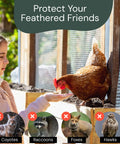 Girl beside Chicken Wire Mesh Hardware Cloth 16 Inch By 15 Foot 18 Gauge Beefy Galvanized Steel Fence Mesh with chicken.