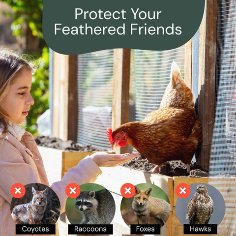 Girl beside Chicken Wire Mesh Hardware Cloth 16 Inch By 15 Foot 18 Gauge Beefy Galvanized Steel Fence Mesh with chicken.
