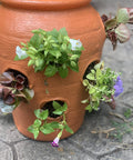 Strawberry Jar Planter With Twelve Side Openings For Herbs Flowers And Succulents Durable Lightweight Terra Cotta Colored Plastic Garden Container For Patio Balcony Backyard Deck Outdoor Or Indoor Use with plants growing through openings.