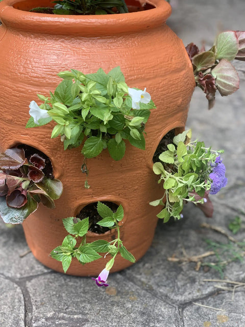 Strawberry Jar Planter With Twelve Side Openings For Herbs Flowers And Succulents Durable Lightweight Terra Cotta Colored Plastic Garden Container For Patio Balcony Backyard Deck Outdoor Or Indoor Use with plants growing through openings.