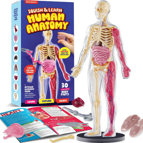 Squishy Human Anatomy Body Model With 30 Removable Parts For Kids Aged 4 8, showing packaging and assembled model with organs.