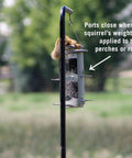 X-1 Squirrel-Proof Bird Feeder with Four Feeding Ports and 4.2 Pound Seed Capacity hanging on a pole with a squirrel on top