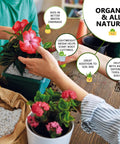 10Qt Bulk Horticultural Perlite For Plants 3 To 6mm Organic Soil Conditioner in use with indoor houseplants showing improved drainage