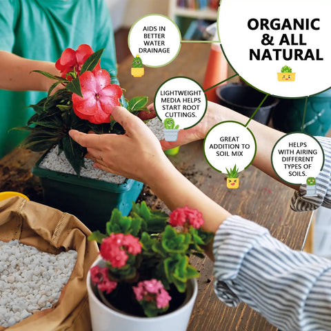 10Qt Bulk Horticultural Perlite For Plants 3 To 6mm Organic Soil Conditioner in use with indoor houseplants showing improved drainage