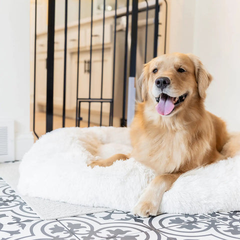 Golden retriever near Extra Tall Walk Through Dog Gate For Doorways And Bottom Of Stairs 36 Inch Metal Pet Gate Black