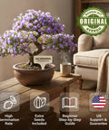Indoor Bonsai Starter Kit with Jacaranda tree in planter on table, Bonsai Starter Kit For Growing Jacaranda Tree With Seeds, Tools, And Planter, Complete Indoor Bonsai Kit, Free Extra Seed Pack, Killer Gift For Mom, Women, And Men Who Dig Gardening, Easy, Fun, Beginner Friendly, cozy setting.
