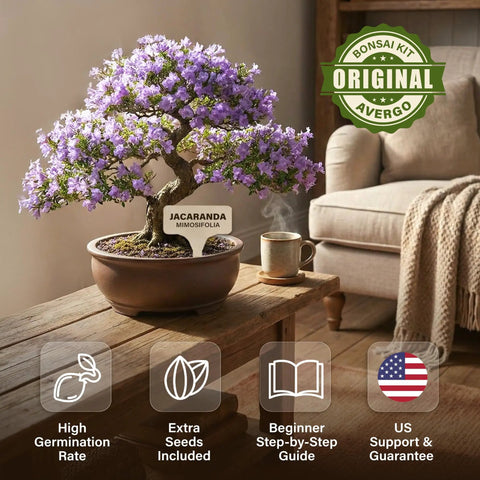 Indoor Bonsai Starter Kit with Jacaranda tree in planter on table, Bonsai Starter Kit For Growing Jacaranda Tree With Seeds, Tools, And Planter, Complete Indoor Bonsai Kit, Free Extra Seed Pack, Killer Gift For Mom, Women, And Men Who Dig Gardening, Easy, Fun, Beginner Friendly, cozy setting.