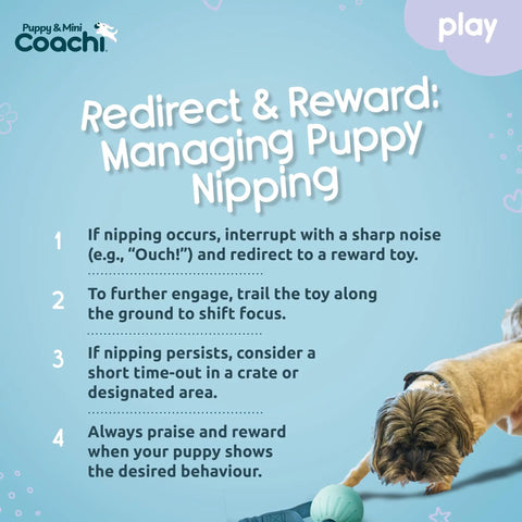 Instructions for using Mini Tuggi Ball Dog Toy With Stretchy Bungee Handle for managing puppy nipping.