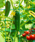 Cucumbers and tomatoes growing on Beefed Up Heavy Duty Garden Trellis Netting For Climbing Plants Outdoor Support 9.85 By 6.6 Feet