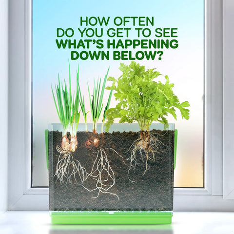 Root Viewer Plant Growing Kit For Kids See Through Planter STEM Science Toy with visible plant roots and greenery