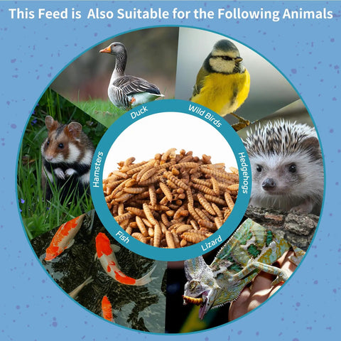 10Lb Dried Black Soldier Fly Larvae For Chickens Calcium Packed Poultry Treat shown with animals like ducks and hedgehogs