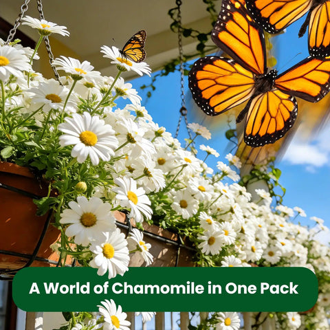 German Chamomile Seeds Pack With About 2300 Perennial Seeds For Your Home Garden Easy To Grow High Germination No Fuss Indoor Or Outdoor Planting Perfect For Your Dope Herb Garden