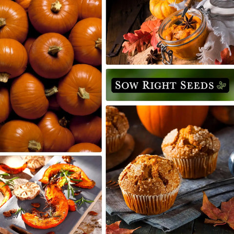 Small Sugar Pumpkin Seeds Heirloom Non GMO Pack For Planting Your Home Garden, Mini Orange Sugar Pie Pumpkin On Long Vines, Fast Growing, Sweet Flesh For Baking, Easy To Grow, Great For Decoration And Harvest