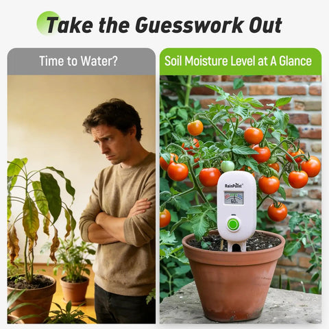 Smart Wireless Plant Moisture Meter With Visual Gauge for Indoor and Outdoor Gardens, used in potted tomato plant.