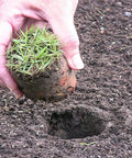 Person using Five In One Lawn And Garden Tool For Easy Planting And Weeding Bulb Planter Sod Plugger Weeder Annual Planter And Soil Tester