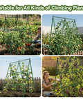 Two Pack 34 By 48 Inch A Frame Garden Trellis For Climbing Plants Outdoor Perfect For Raised Beds Supports Tomatoes Squash Zucchini Veggies And Flowers in garden setting